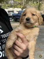 Buck, a female Golden Retriever for sale in Prosperity, SC – Photo 4 of 5