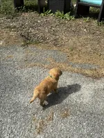 Buck, a female Golden Retriever for sale in Prosperity, SC – Photo 2 of 5