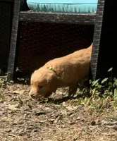 Buck, a female Golden Retriever for sale in Prosperity, SC – Photo 3 of 5