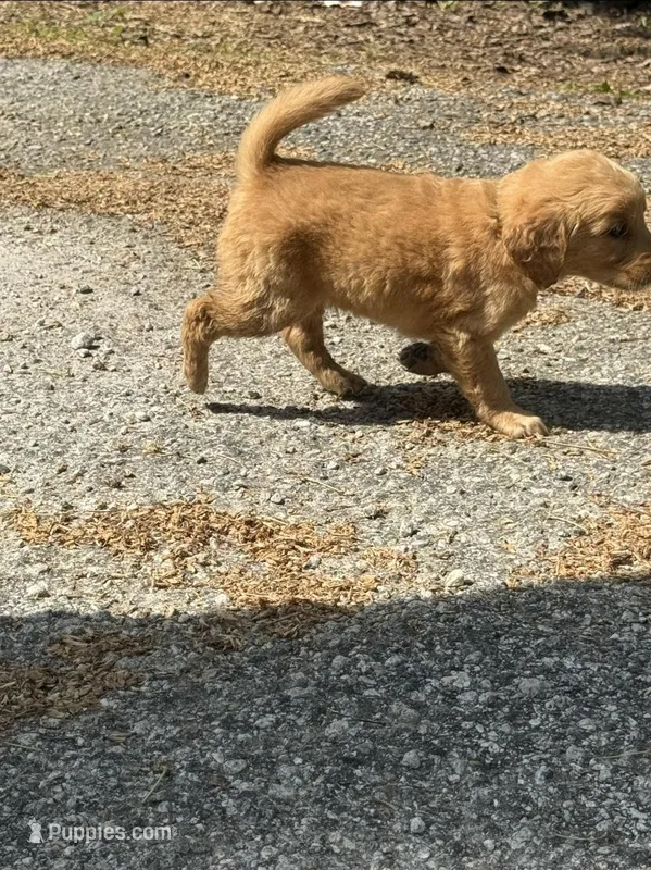 Buck – Golden Retriever puppy for sale in Prosperity, SC