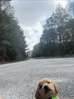 Buck, a female Golden Retriever for sale in Prosperity, SC – Photo 5 of 5