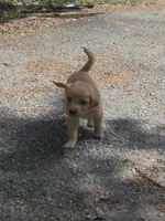Lily, a female Golden Retriever for sale in Prosperity, SC – Photo 4 of 4