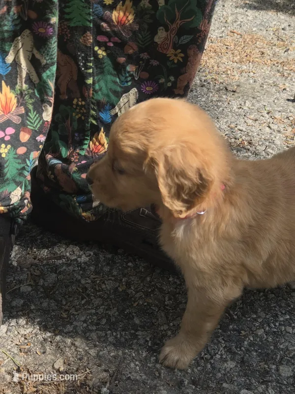 Lily – Golden Retriever puppy for sale in Prosperity, SC