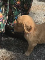 Lily, a female Golden Retriever for sale in Prosperity, SC – Photo 1 of 4