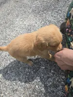 Lily, a female Golden Retriever for sale in Prosperity, SC – Photo 3 of 4