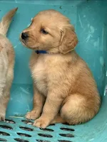 Blue, a female Golden Retriever for sale in Prosperity, SC – Photo 3 of 3