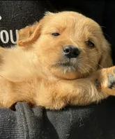 Blue, a female Golden Retriever for sale in Prosperity, SC – Photo 1 of 3