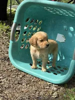 Daisy, a female Golden Retriever for sale in Prosperity, SC – Photo 3 of 4