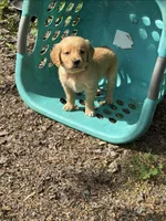 Daisy, a female Golden Retriever for sale in Prosperity, SC – Photo 4 of 4