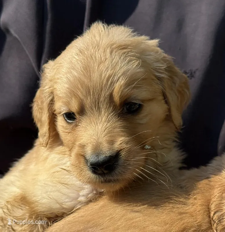 Daisy – Golden Retriever puppy for sale in Prosperity, SC