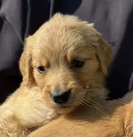 Daisy, a female Golden Retriever for sale in Prosperity, SC – Photo 1 of 4