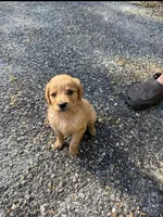 Daisy, a female Golden Retriever for sale in Prosperity, SC – Photo 2 of 4