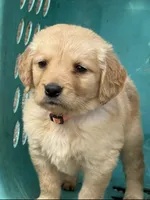 Gibs, a female Golden Retriever for sale in Prosperity, SC – Photo 2 of 3
