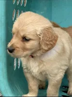 Gibs, a female Golden Retriever for sale in Prosperity, SC – Photo 1 of 3