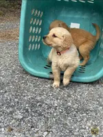 Gibs, a female Golden Retriever for sale in Prosperity, SC – Photo 3 of 3