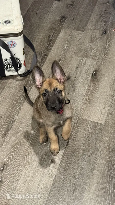Layla – Belgian Malinois, German Shepherd Dog puppy for sale in Lakeville, MN