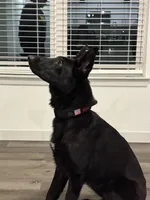 Layla, a female Belgian Malinois and German Shepherd Dog for sale in Lakeville, MN – Photo 6 of 6