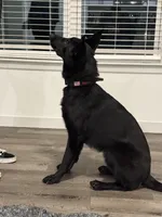 Pink, a female Belgian Malinois and German Shepherd Dog for sale in Lakeville, MN – Photo 4 of 5