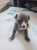Bolo, a male American Pit Bull Terrier for sale in Springfield, MO – 2 of 3