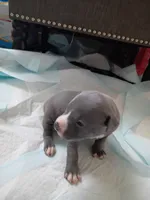 Bolo, a male American Pit Bull Terrier for sale in Springfield, MO – 3 of 3