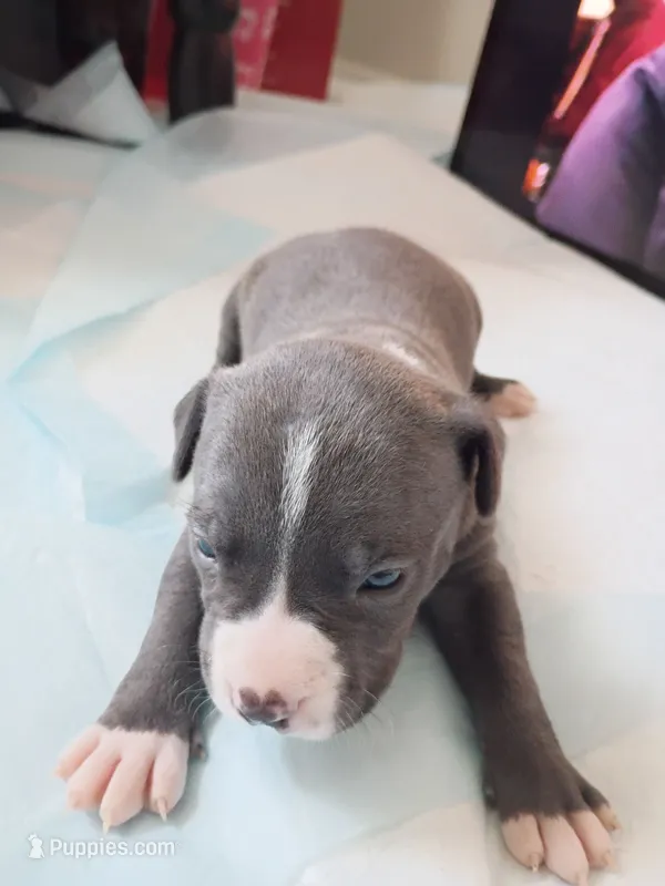 Lola – American Pit Bull Terrier puppy for sale in Springfield, MO