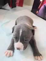Lola, a female American Pit Bull Terrier for sale in Springfield, MO – 1 of 4