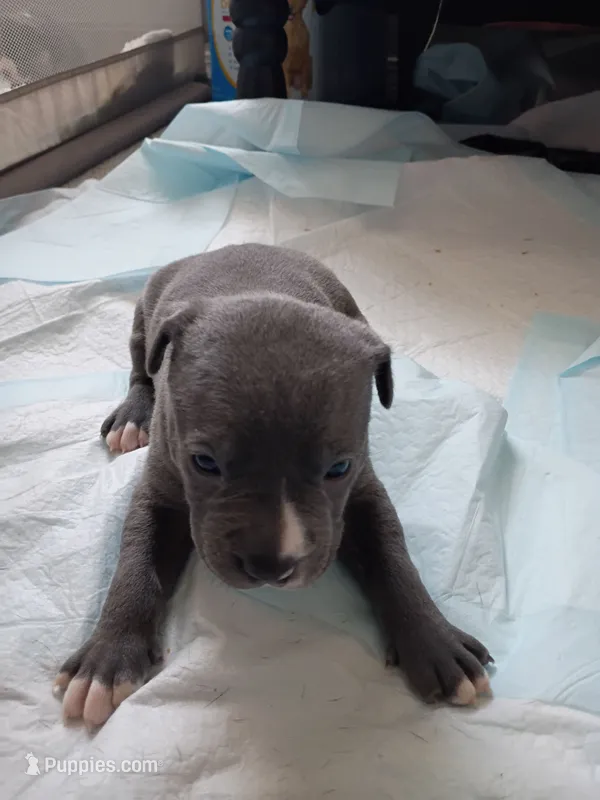Rhino – American Pit Bull Terrier puppy for sale in Springfield, MO