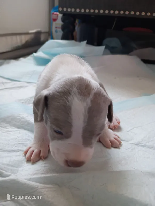 Kano – American Pit Bull Terrier puppy for sale in Springfield, MO