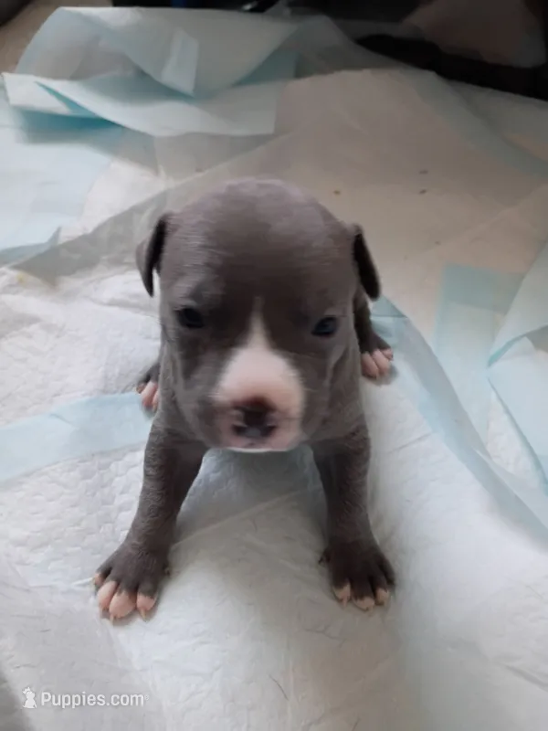 Bolo – American Pit Bull Terrier puppy for sale in Springfield, MO