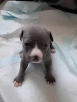Bolo, a male American Pit Bull Terrier for sale in Springfield, MO – 1 of 3