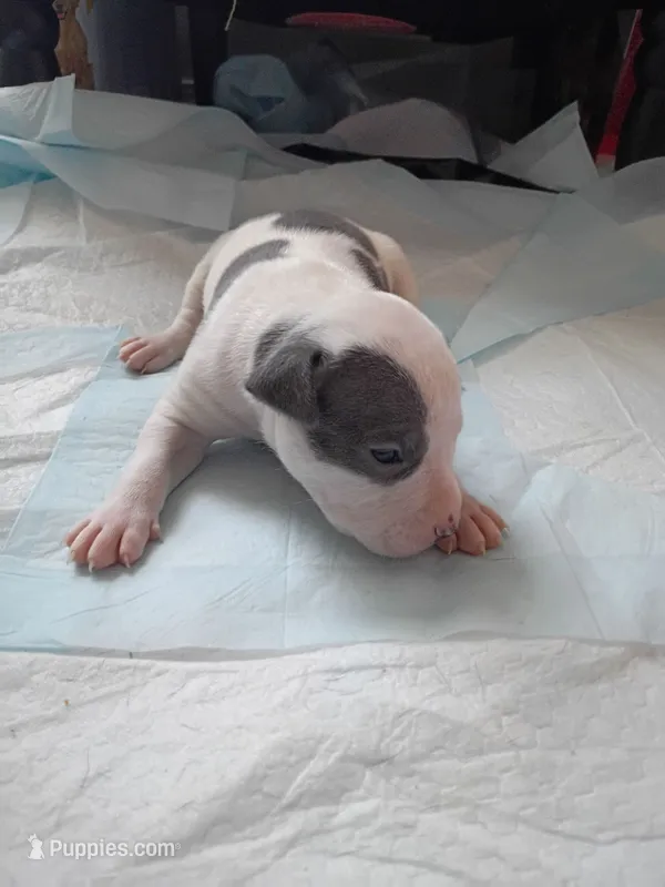 Cap – American Pit Bull Terrier puppy for sale in Springfield, MO