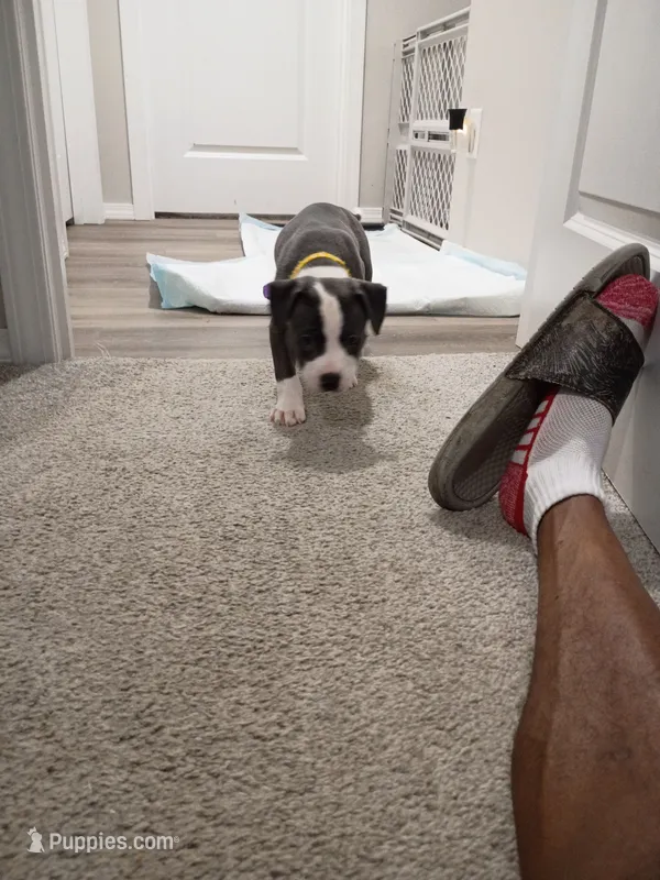 Nova – Staffordshire Bull Terrier puppy for sale in Springfield, MO