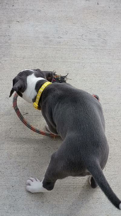 Nova, a female Staffordshire Bull Terrier for sale in Springfield, MO – 2 of 8
