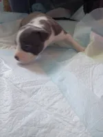 Janet, a female American Pit Bull Terrier for sale in Springfield, MO – 3 of 4