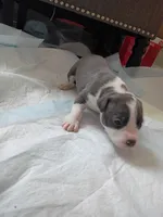 Janet, a female American Pit Bull Terrier for sale in Springfield, MO – 4 of 4