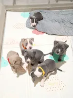 Shadow, a male American Pit Bull Terrier for sale in Springfield, MO – 3 of 5