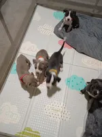 Shadow, a male American Pit Bull Terrier for sale in Springfield, MO – 2 of 5