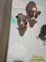Shadow, a male American Pit Bull Terrier for sale in Springfield, MO – 4 of 5
