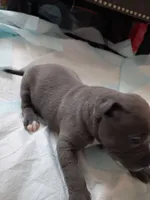 Rhino, a male American Pit Bull Terrier for sale in Springfield, MO – 2 of 3