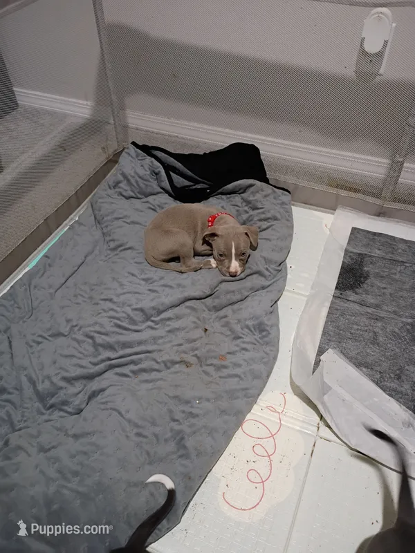 Shadow – American Pit Bull Terrier puppy for sale in Springfield, MO