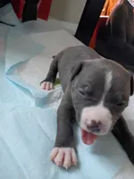 Hood, a male American Pit Bull Terrier for sale in Springfield, MO – 2 of 4
