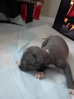 Hood, a male American Pit Bull Terrier for sale in Springfield, MO – 4 of 4