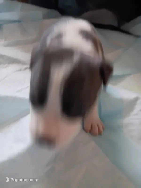 Janet – American Pit Bull Terrier puppy for sale in Springfield, MO