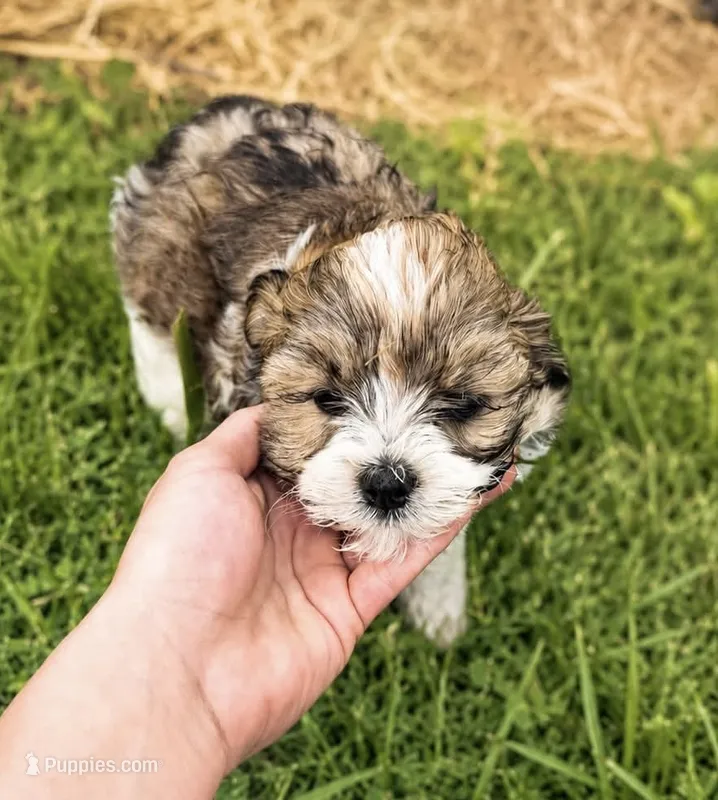 Beatrice, a female Yorkshire Terrier for sale in Big Stone Gap, VA – 1 of 1