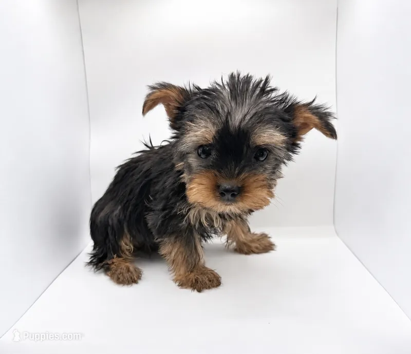 Dixie  – Yorkshire Terrier puppy for sale in Kingsport, TN