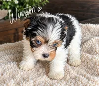 Winston , a male Yorkshire Terrier for sale in Kingsport, TN – 1 of 1