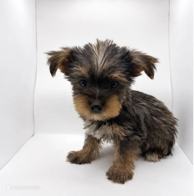 Chex – Yorkshire Terrier puppy for sale in Kingsport, TN