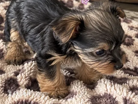 Chex – Yorkshire Terrier puppy for sale in Kingsport, TN