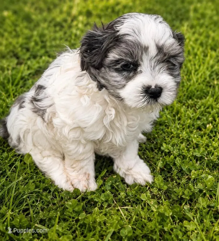 Delmer – Maltipoo puppy for sale in Big Stone Gap, VA