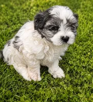 Delmer, a male Maltipoo for sale in Big Stone Gap, VA – 1 of 2